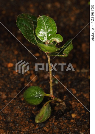 自然 植物 ウバメガシ、五月下旬。団栗の殻が取れて今頃双葉が出現、本葉の枚数が増えています 自然 植物 ウバメガシ、五月下旬。団栗の殻が取れて今頃双葉が出現、本葉の枚数が増えています 42296759