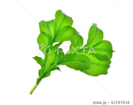 green leaf of elephant yam isolated on white green leaf of elephant yam isolated on white 42297016