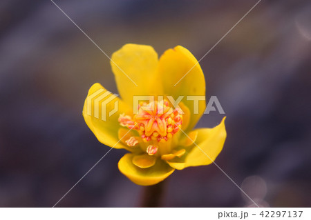 絶滅危惧Ⅱ類 シモツケコウホネ 絶滅危惧Ⅱ類 シモツケコウホネ 42297137