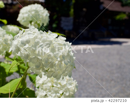 紫陽花 紫陽花 42297210