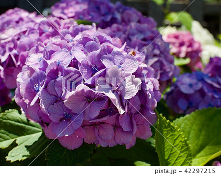 濃い紫の紫陽花 濃い紫の紫陽花 42297215