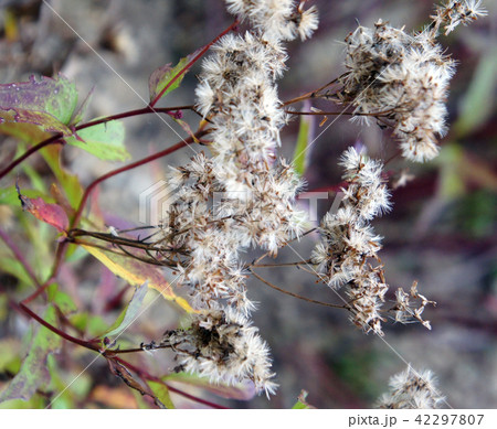 ホソバオケラ　薬草　園芸　草花 42297807