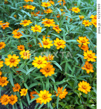 ホソバヒャクニチソウ 園芸 草花 ホソバヒャクニチソウ 園芸 草花 42297809