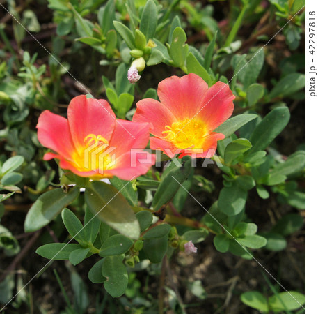 ポーチェラカ　　園芸　草花 42297818