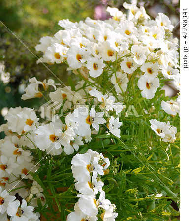 メネシア・サンドロップ 園芸 草花 メネシア・サンドロップ 園芸 草花 42298341