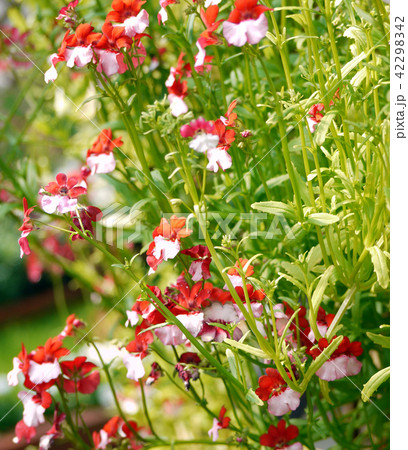 メネシア・デニッシュフラッグ 園芸 草花 メネシア・デニッシュフラッグ 園芸 草花 42298342