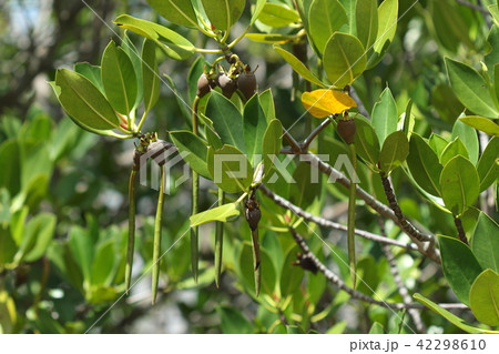 自然 植物 ヤエヤマヒルギ、花の隣に発芽して胚軸を出した実がたくさんぶら下がっています 自然 植物 ヤエヤマヒルギ、花の隣に発芽して胚軸を出した実がたくさんぶら下がっています 42298610