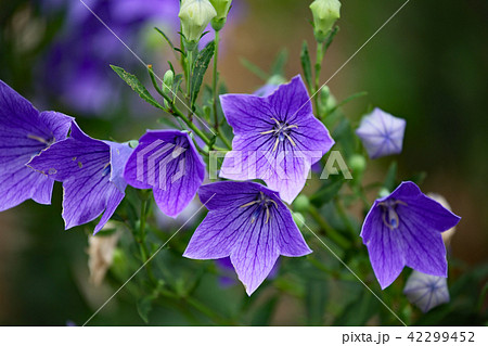 キキョウ キキョウ 42299452