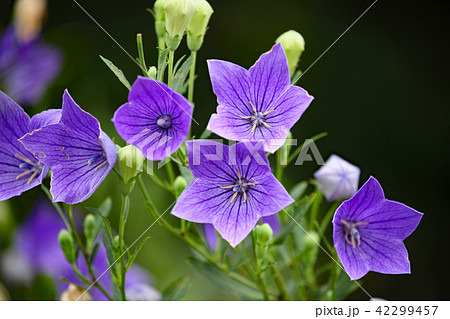 キキョウ 42299457