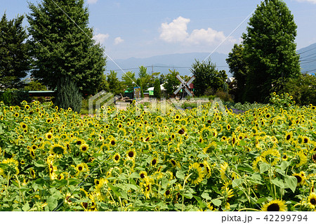 ハーブ庭園旅日記　ひまわり畑 42299794