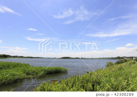 多々良沼（群馬県） 42300289