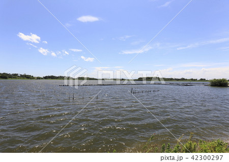 多々良沼（群馬県） 42300297