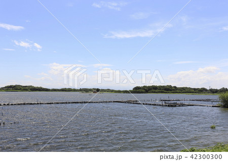 多々良沼(群馬県) 多々良沼(群馬県) 42300300