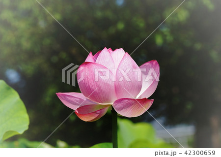 蓮　ハス　Lotus 42300659