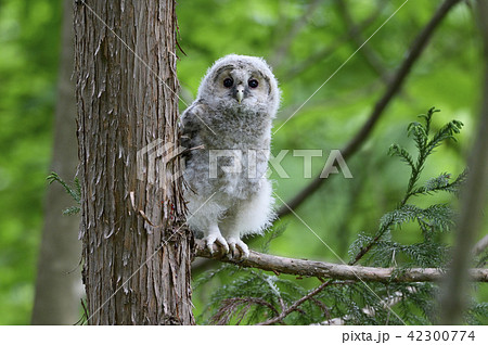 フクロウひな⑤（福島県） 42300774