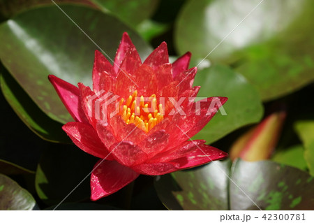睡蓮 スイレン Water Lily 睡蓮 スイレン Water Lily 42300781