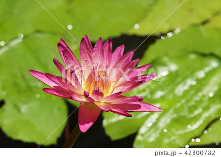 睡蓮 スイレン Water Lily 睡蓮 スイレン Water Lily 42300782