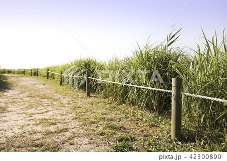 グリーン 道 公園 42300890