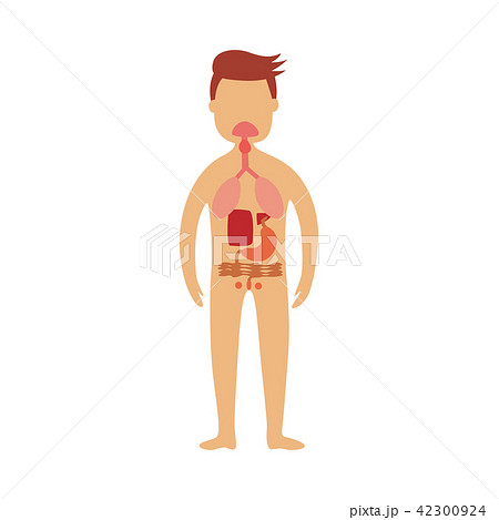 Human gastrointestinal tract - schematic depiction of location of digestive parts in male body. 42300924