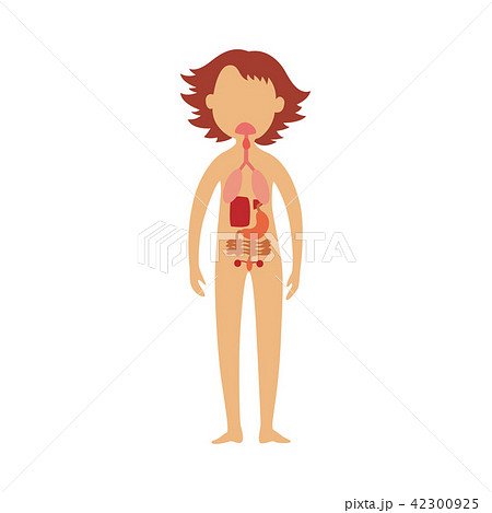 Human gastrointestinal tract - schematic image of location of digestive system in female body. 42300925
