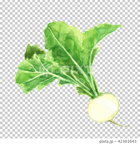 かぶ 蕪 葉付き 42301643