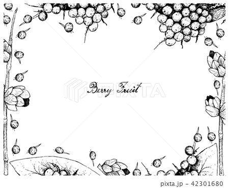False Black Pepper and Ephedra Triandra Fruits False Black Pepper and Ephedra Triandra Fruits 42301680