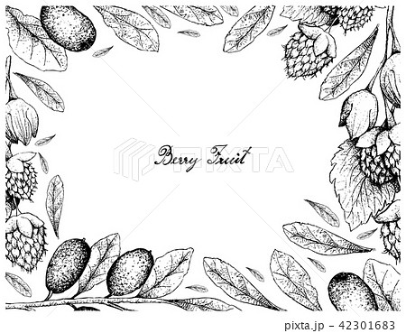 Golden Himalayan Raspberries Ebbingei  42301683