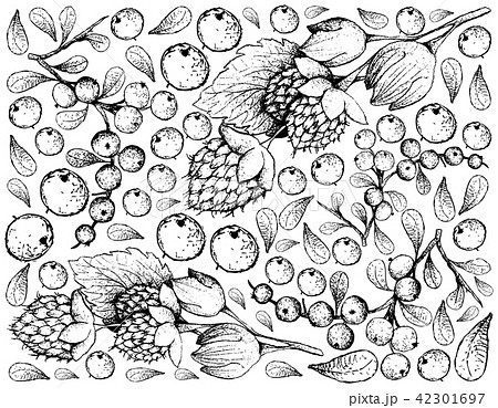 Golden Himalayan Raspberries Flueggea Virosa Golden Himalayan Raspberries Flueggea Virosa 42301697