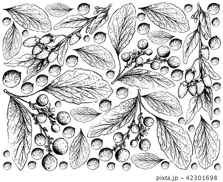 Goji Berries and Orangeberry Fruits Background 42301698