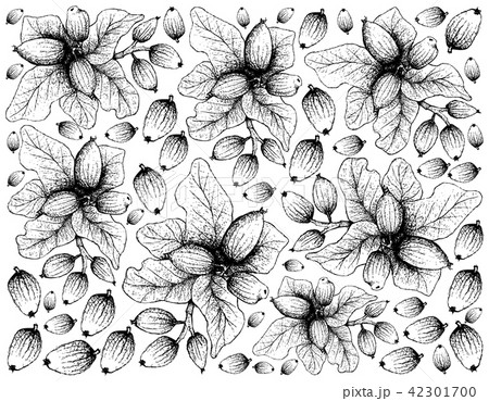 Cryptocarya Alba Fruits on White Background 42301700