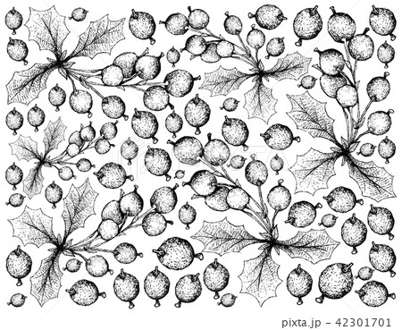 Darwins Barberries on White Background 42301701