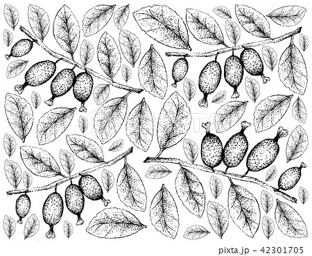 Elaeagnus Latifolia Fruits on White Background 42301705
