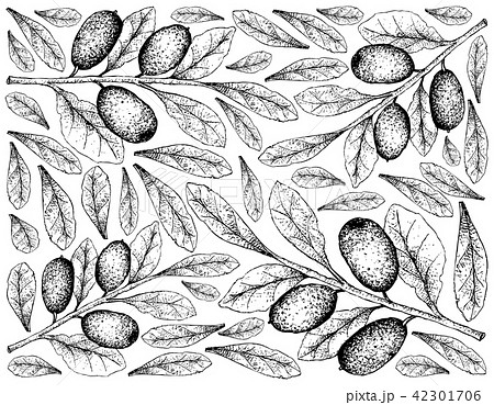 Elaeagnus Ebbingei Fruits On White Backgroundのイラスト素材