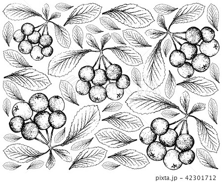 Firethorn Berries Fruits on White Background 42301712