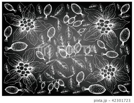 Dwarf Dogwood Elaeagnus Latifolia Fruits 42301723