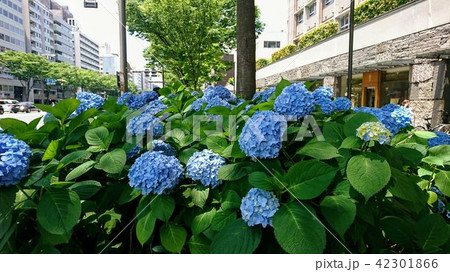 紫陽花 42301866