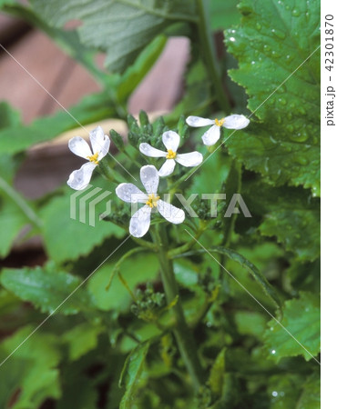 畑に残った大根から大根の花が咲いている風景を撮影 42301870