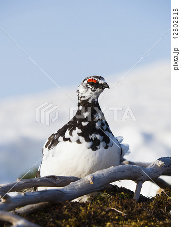 春のライチョウ雄 42302313