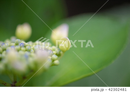 あじさいのクローズアップ あじさいのクローズアップ 42302481