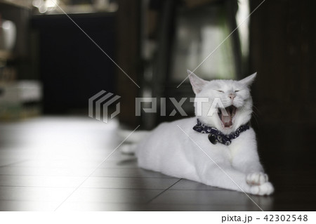 猫 ペット 猫 ペット 42302548