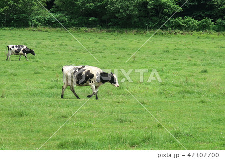 北海道の牧場　牛　乳牛 42302700
