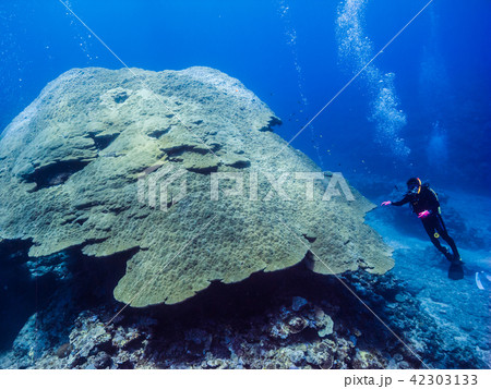 伊江島ワジーのオオハマサンゴ,Porites solida, 沖縄 伊江島ワジーのオオハマサンゴ,Porites solida, 沖縄 42303133