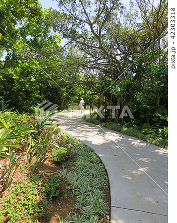 熱帯植物にかこまれた歩道 まいぱり宮古島熱帯果樹園 の写真素材