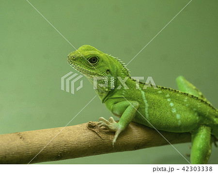 インドシナウォータードラゴンの写真素材