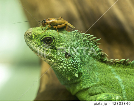 インドシナウォータードラゴンの写真素材