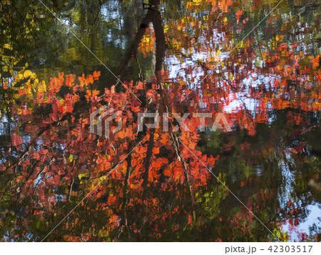 紅葉イメージ 42303517