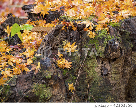 黄葉イメージ 42303550