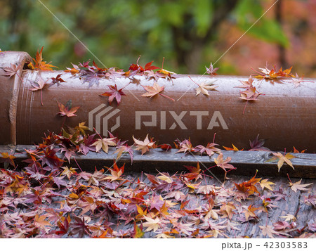 東山公園の紅葉 42303583