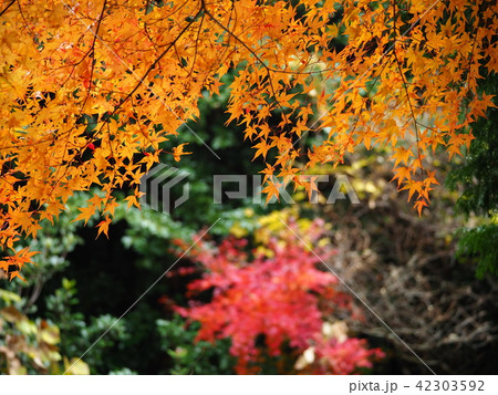 東山公園の紅葉 42303592