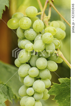 Brush white ripe grapes hanging in the garden in the rays of the sun 42303646